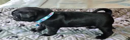 Pug dogs for sale: Brandy - Ad 3