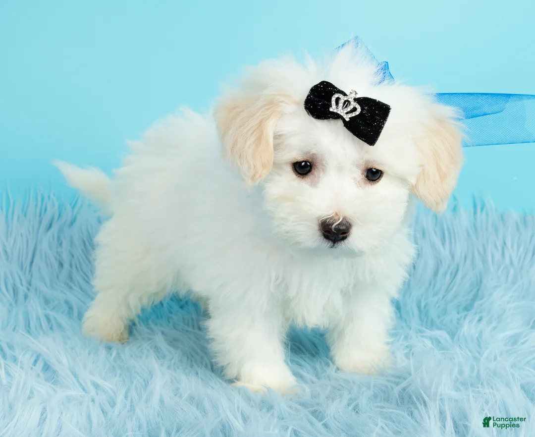 Maltipoo dogs for sale: Prince - Ad 2