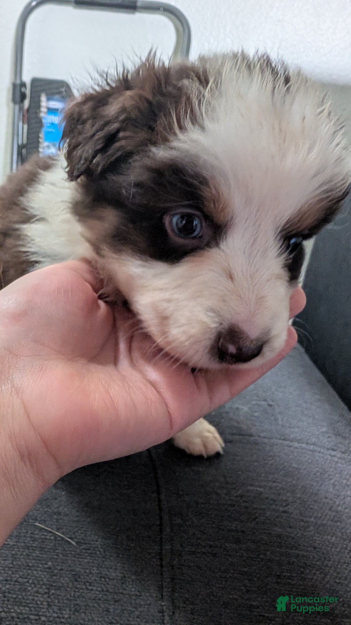 Australian Shepherd dogs Australian Shepherd Puppy 5 - Ad 5
