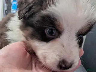 Australian Shepherd dogs Australian Shepherd Puppy 5 - Ad 5