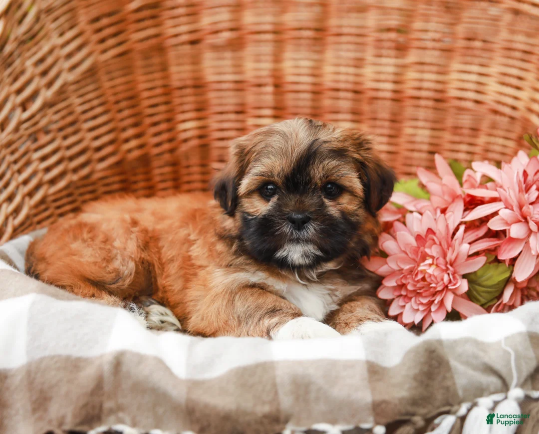 Shih Tzu dogs for sale: Theo - Ad 2