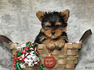 Yorkshire Terrier dogs Freddy - Ad 41