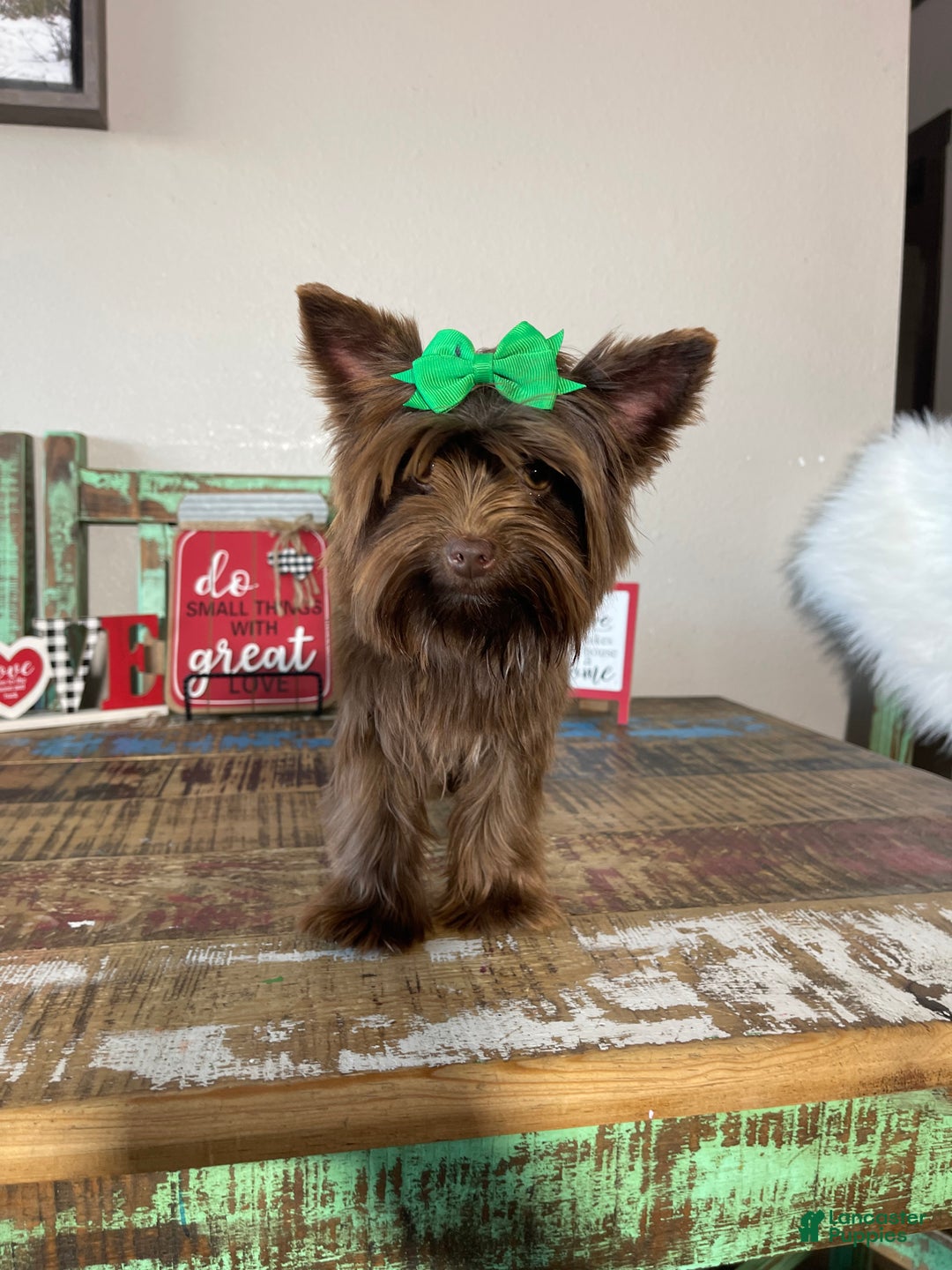 Yorkshire Terrier dogs for sale: Chocolate Coco - Ad 7