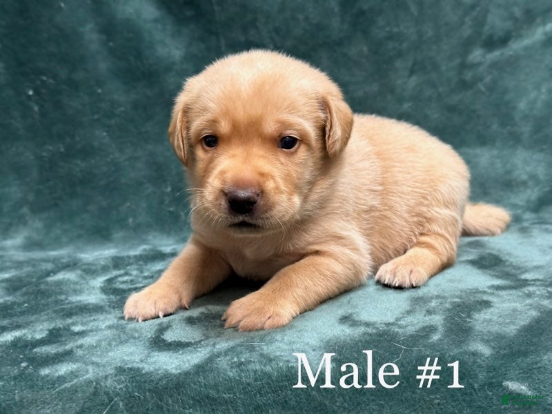 Labrador Retriever dogs Boy 3 - Ad 33