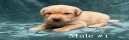 Labrador Retriever dogs for sale: Boy 3 - Ad 1