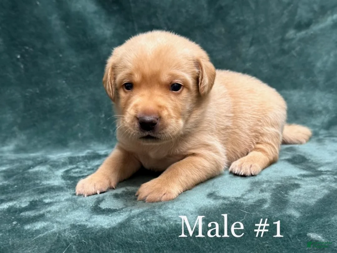 Labrador Retriever dogs for sale: Boy 3 - Ad 1