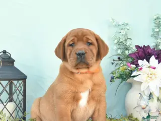 Labrador Retriever dogs for sale: Dory - Ad 3