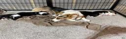 Welsh Corgi Pembroke dogs for sale: Welsh Corgi Pembroke 2 - Ad 2