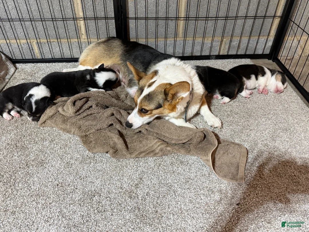 Welsh Corgi Pembroke dogs for sale: Welsh Corgi Pembroke 2 - Ad 2