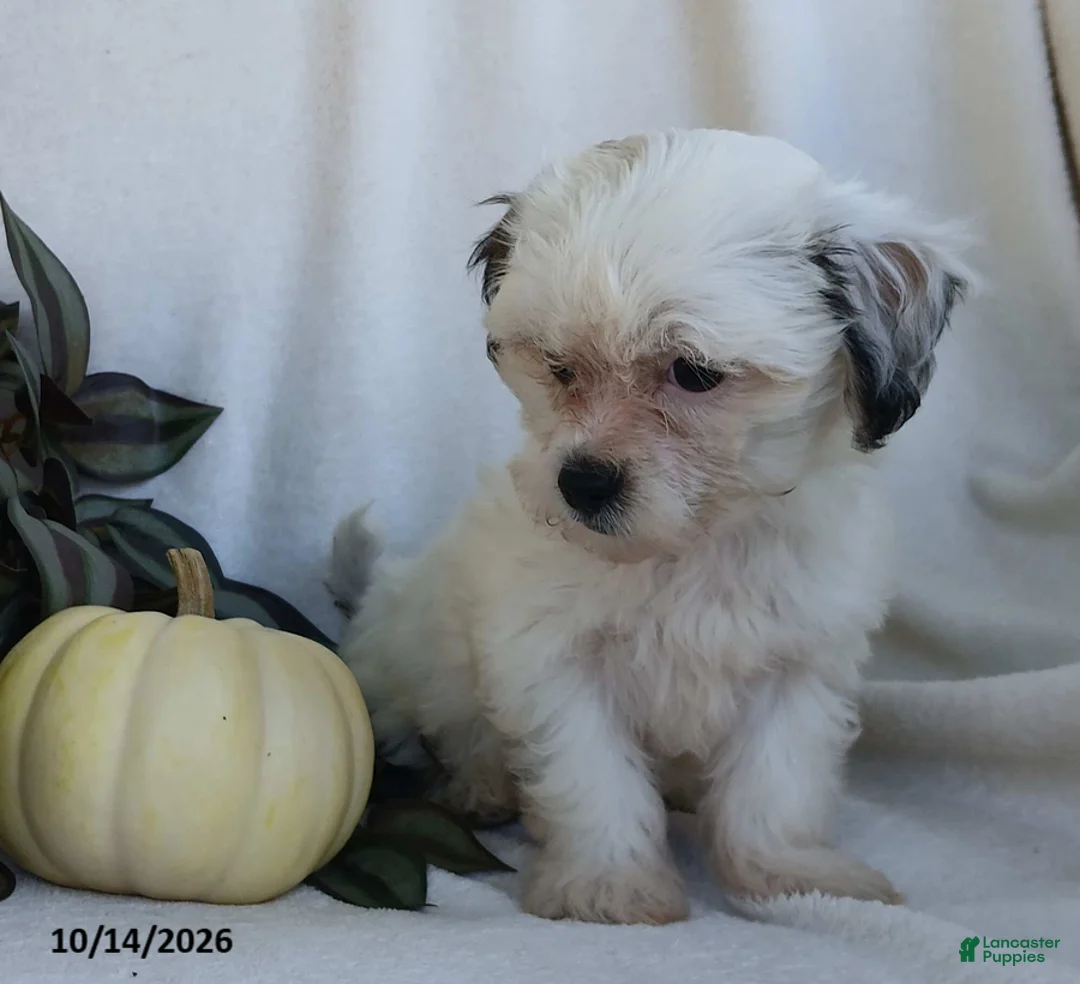 Teddy Bear dogs for sale: Kelsey - Ad 2