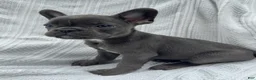 French Bulldog dogs for sale: French Bulldog 5 - Ad 6