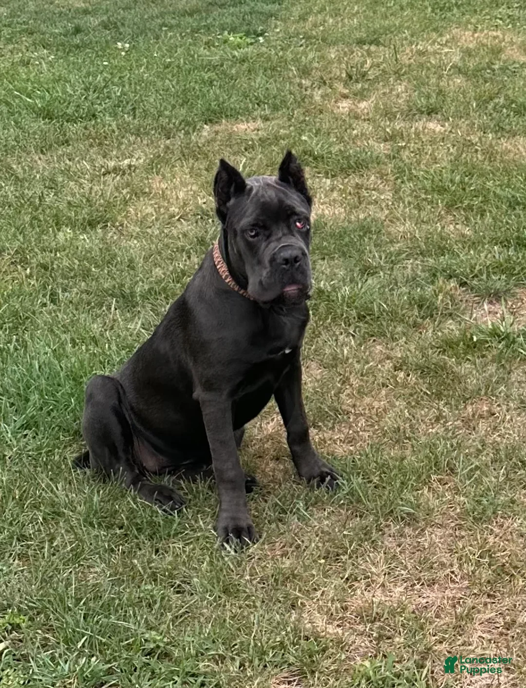 Cane Corso dogs for sale: Destiny - Ad 10