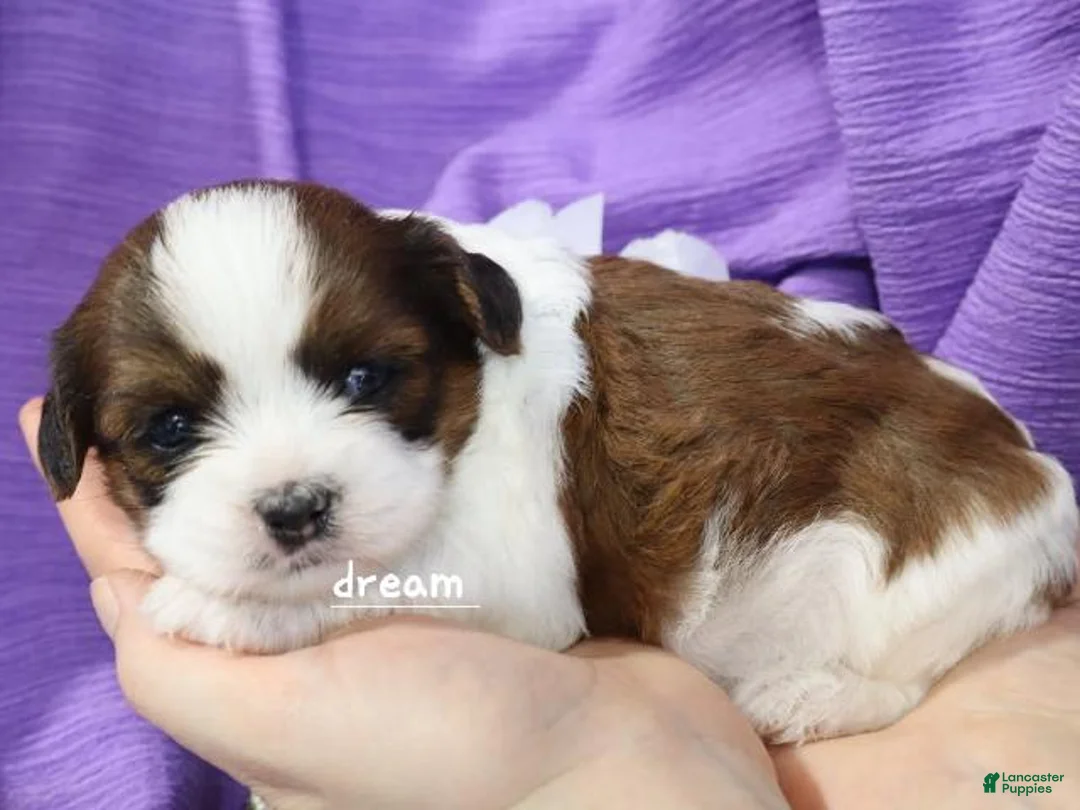 Mixed Breed dogs for sale: Loveda - Ad 5