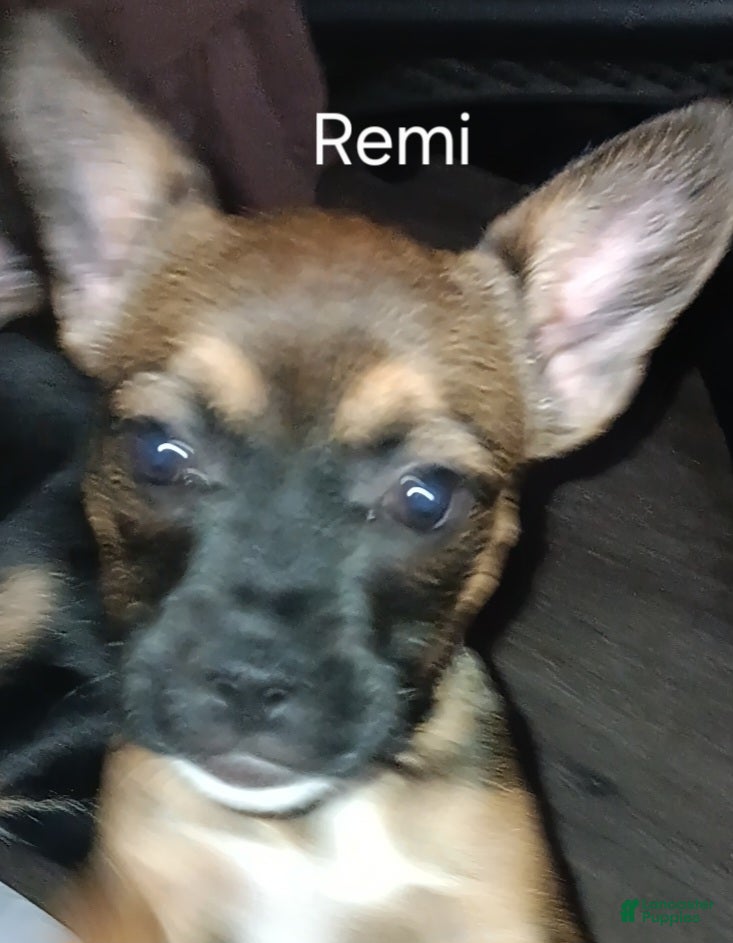 Mixed Breed dogs Mixed Breed Puppy 3 - Ad 11