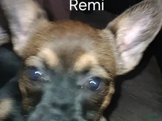 Mixed Breed dogs Mixed Breed Puppy 3 - Ad 11