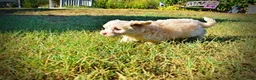 Havapoo dogs for sale: Lemony-Sale!!! - Ad 10