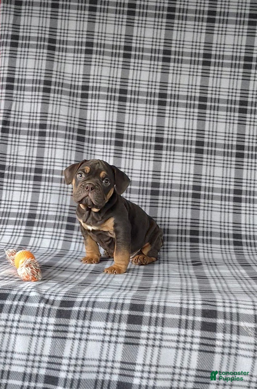 Beabull dogs for sale: Peyton - Ad 1