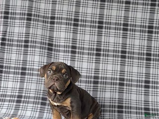 Mixed Breed dogs Peyton - Ad 26