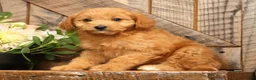 Mini Goldendoodle dogs for sale: Abby - Ad 3