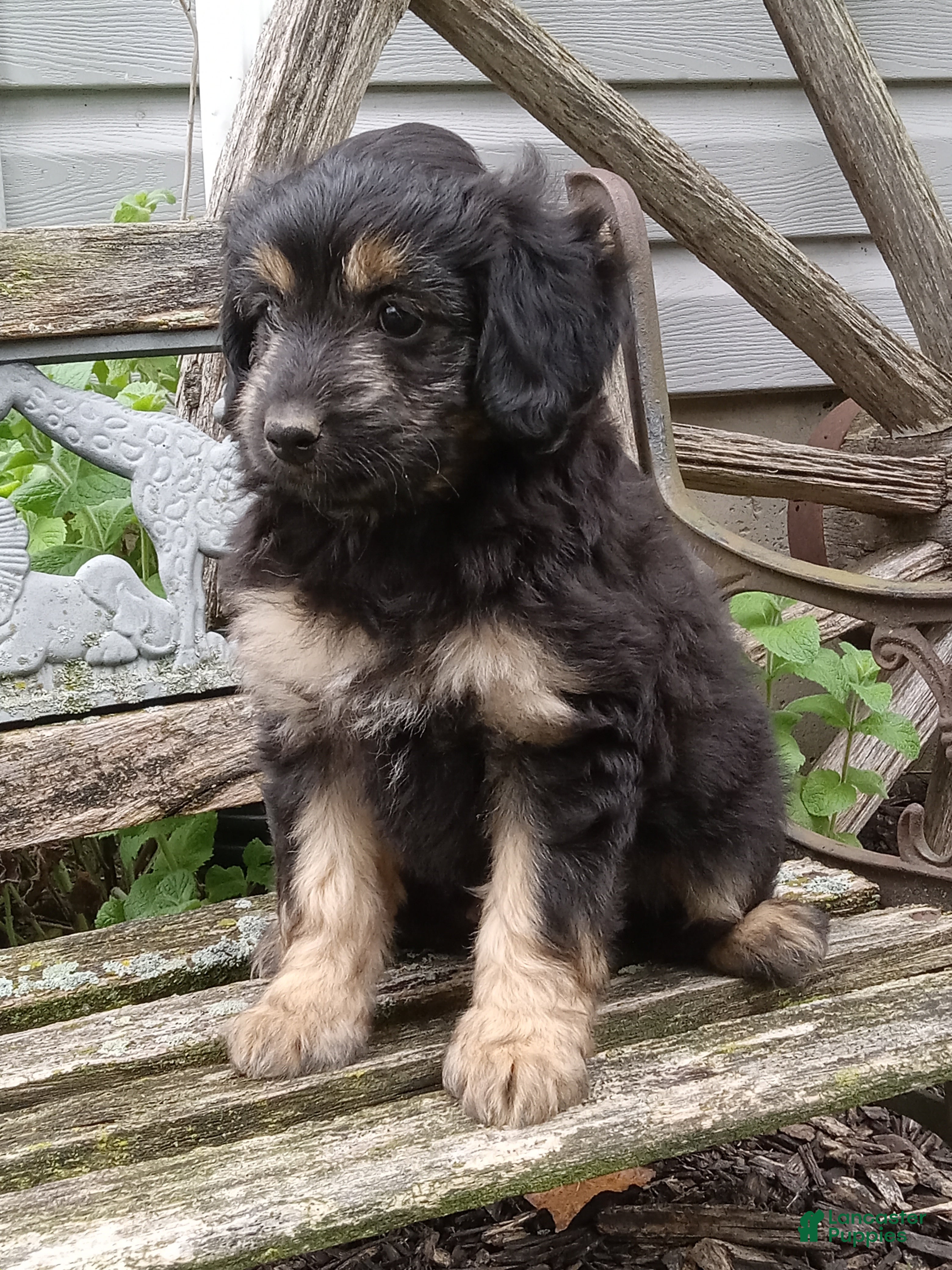 Mini Aussiedoodle dogs for sale: Ivy - Ad 2