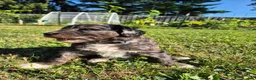 Mini Sheepadoodle dogs for sale: Comet - Ad 14