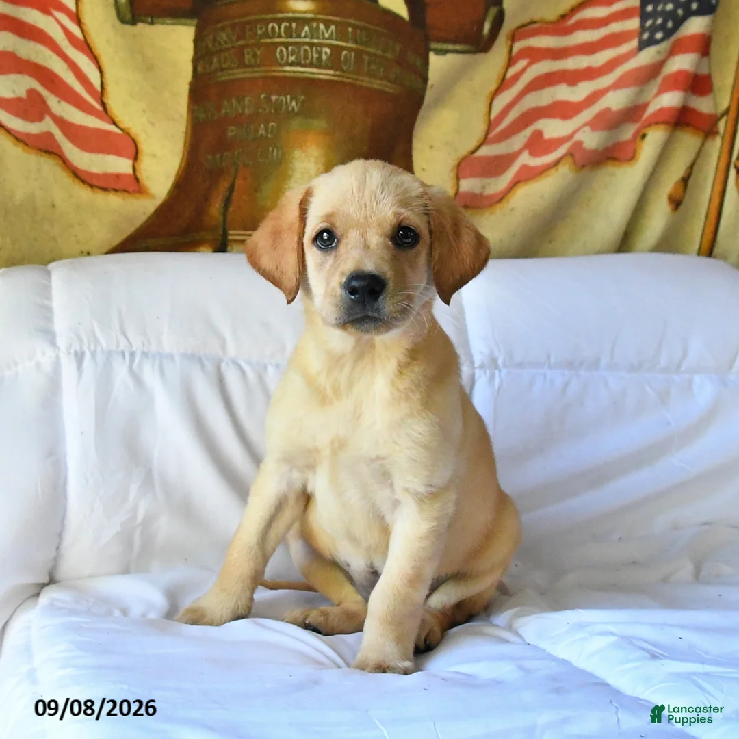 Labrador Retriever dogs for sale: Ruby - Ad 1