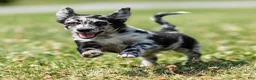 Chihuahua dogs for sale: Ryder Chihuahua Puppy  - Ad 4