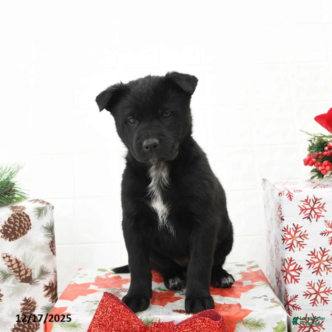 Mixed Breed dogs for sale: Goldie - Ad 3