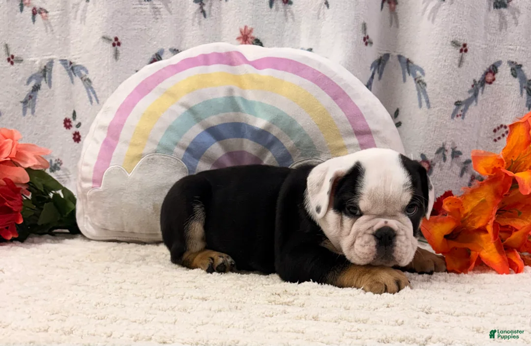 English Bulldog dogs for sale: Bruce - Ad 5