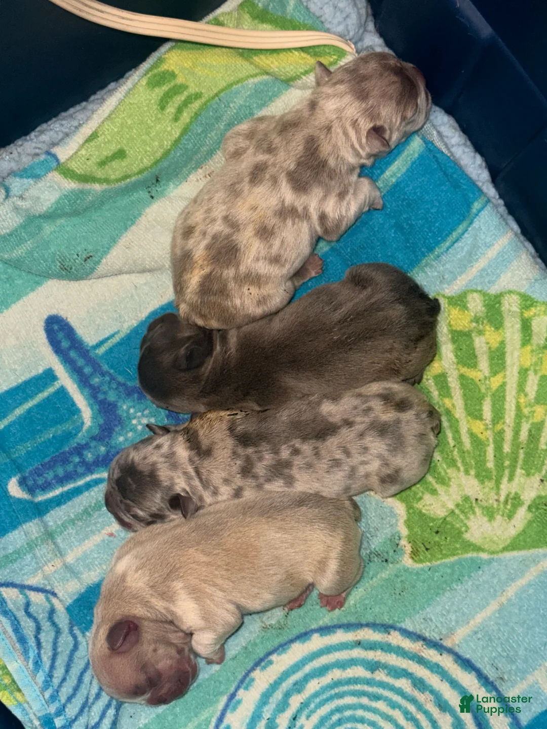 French Bulldog dogs for sale: Anna - Ad 1