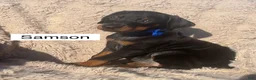 Doberman Pinscher dogs for sale: Samson - Ad 4