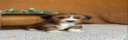 Havanese dogs for sale: Sheldon  - Ad 5