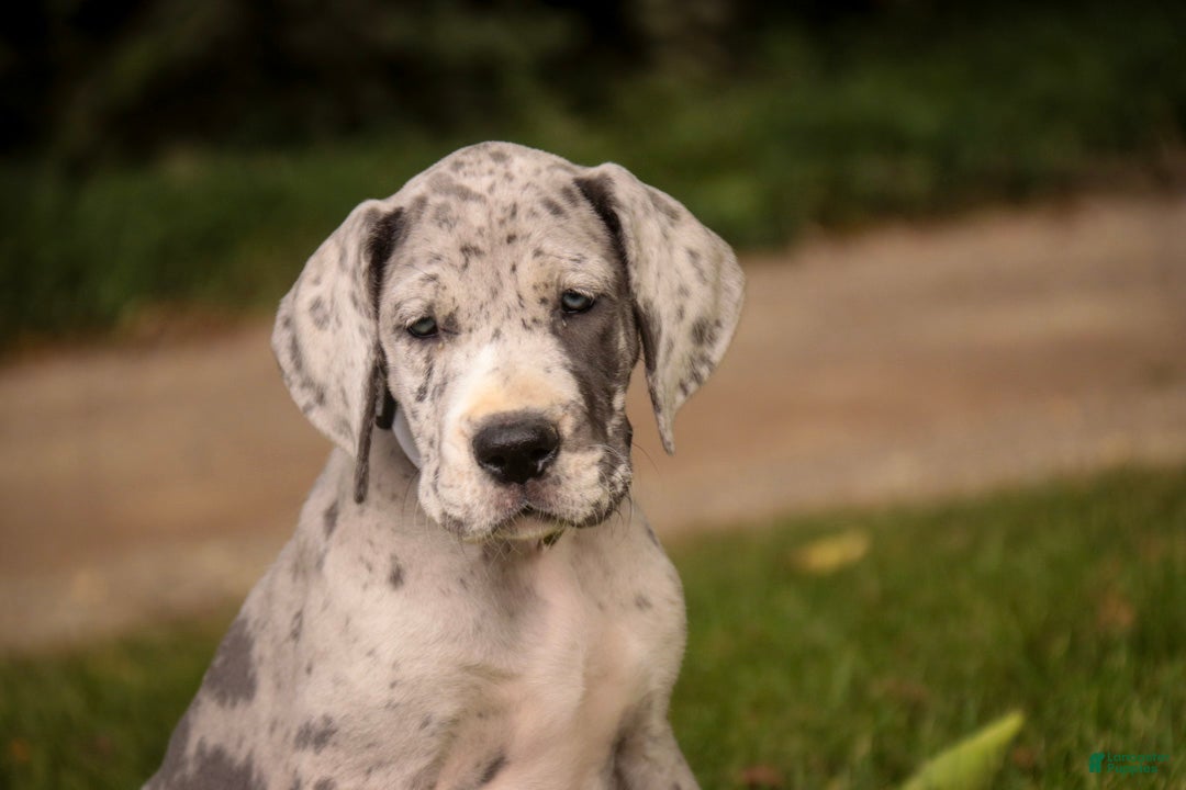 Great Dane dogs Beulah Great Dane  - Ad 2