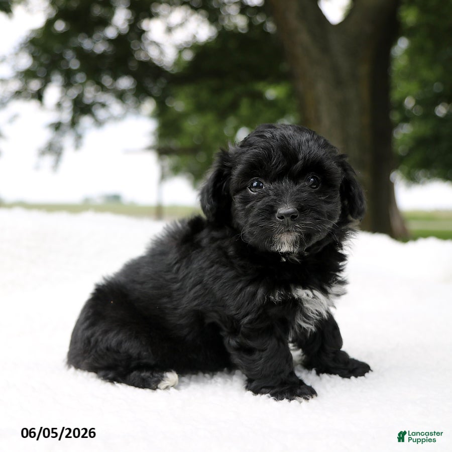 Mini Aussiedoodle dogs Colton - Ad 1