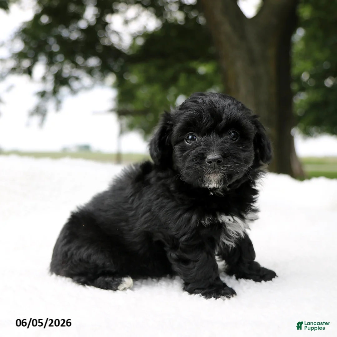 Mini Aussiedoodle dogs for sale: Colton - Ad 1