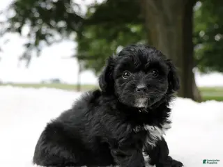 Mini Aussiedoodle dogs for sale: Colton - Ad 2