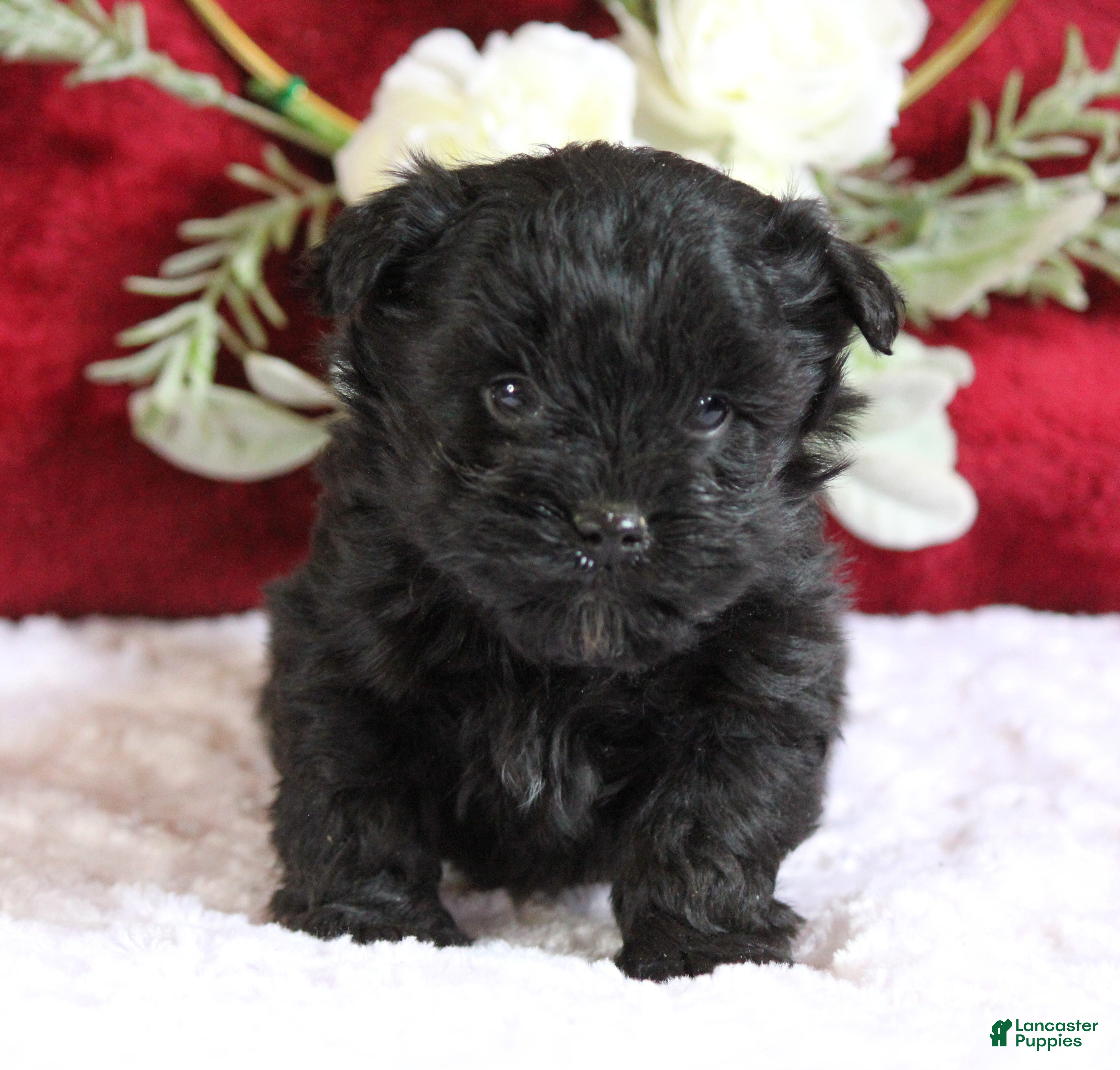 Yorkiepoo dogs Bentley - Ad 2