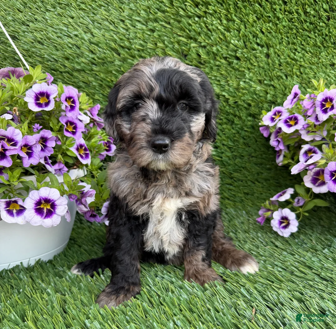 Mini Goldendoodle dogs for sale: Andre - Ad 2