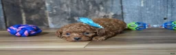 Cavapoo dogs for sale: Cash - Ad 2
