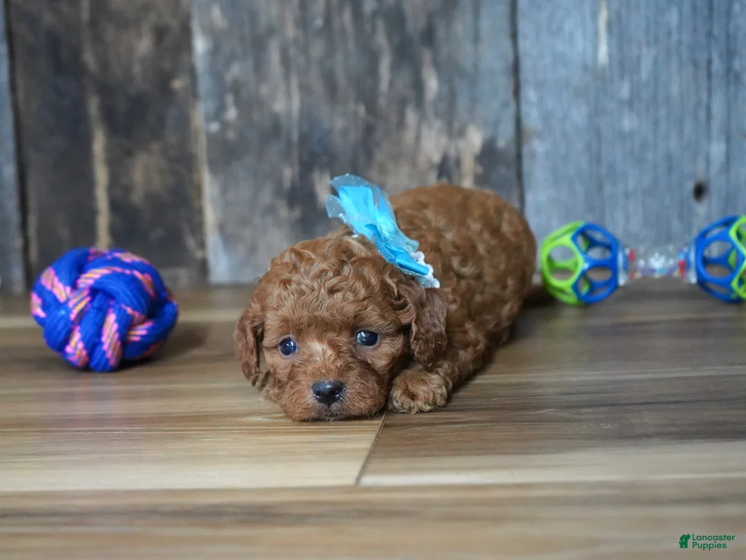 Cavapoo dogs for sale: Cash - Ad 2