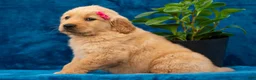 Golden Retriever dogs for sale: Tania - Ad 3