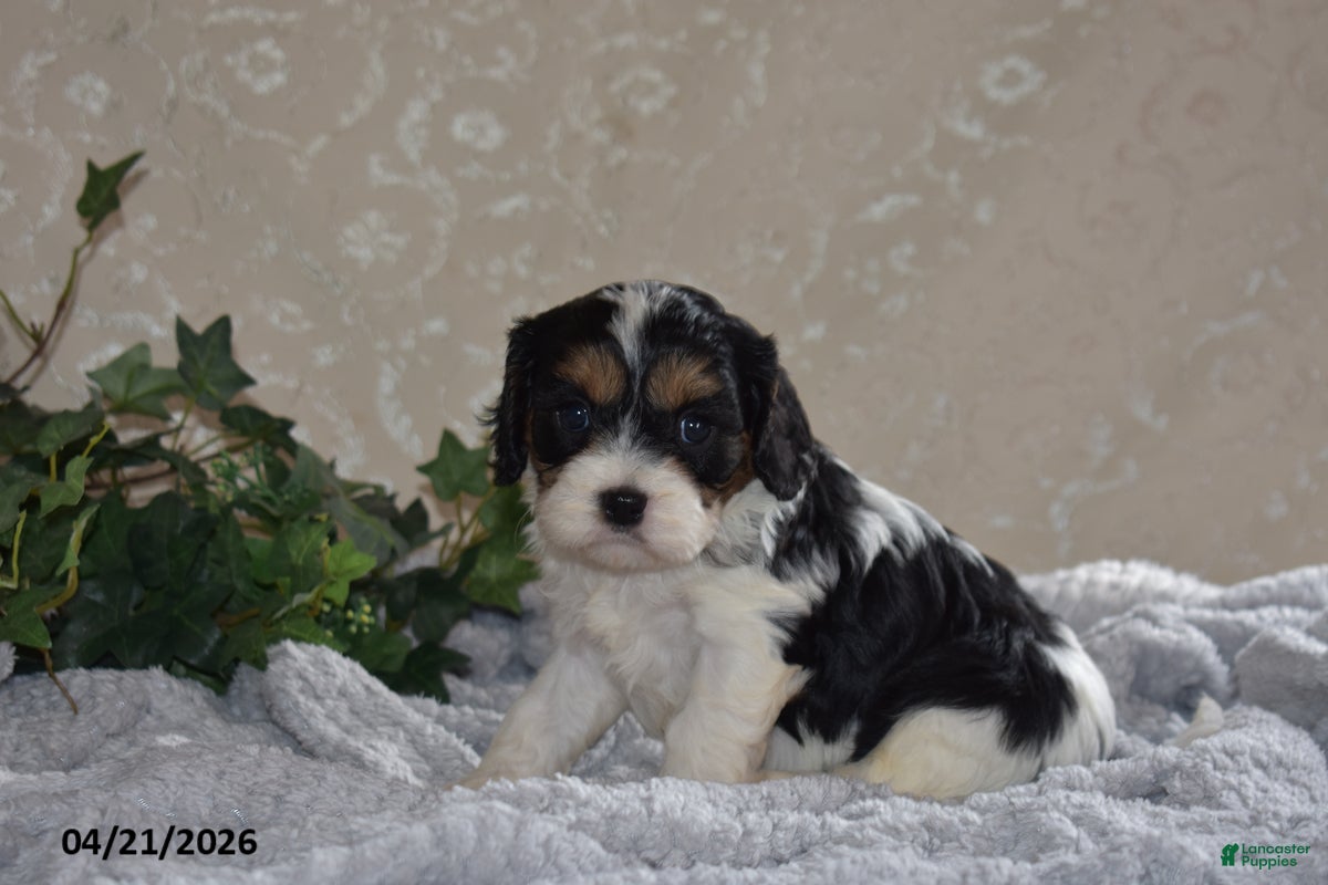 Cavapoo dogs Lanetta - Ad 1