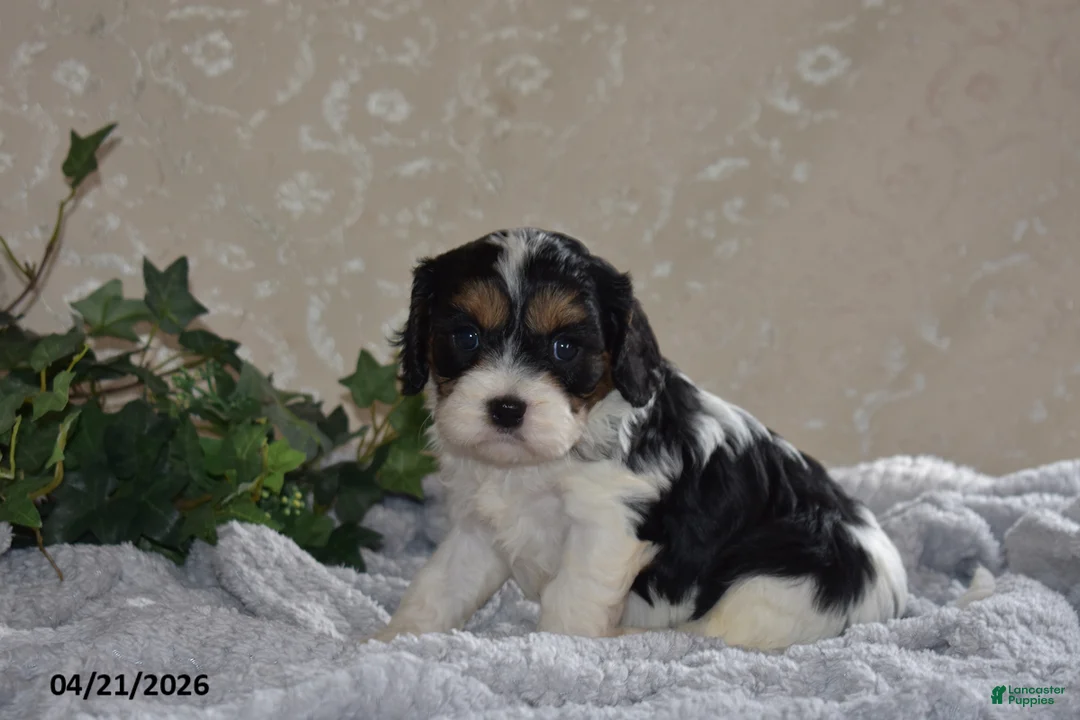 Cavapoo dogs for sale: Lanetta - Ad 1