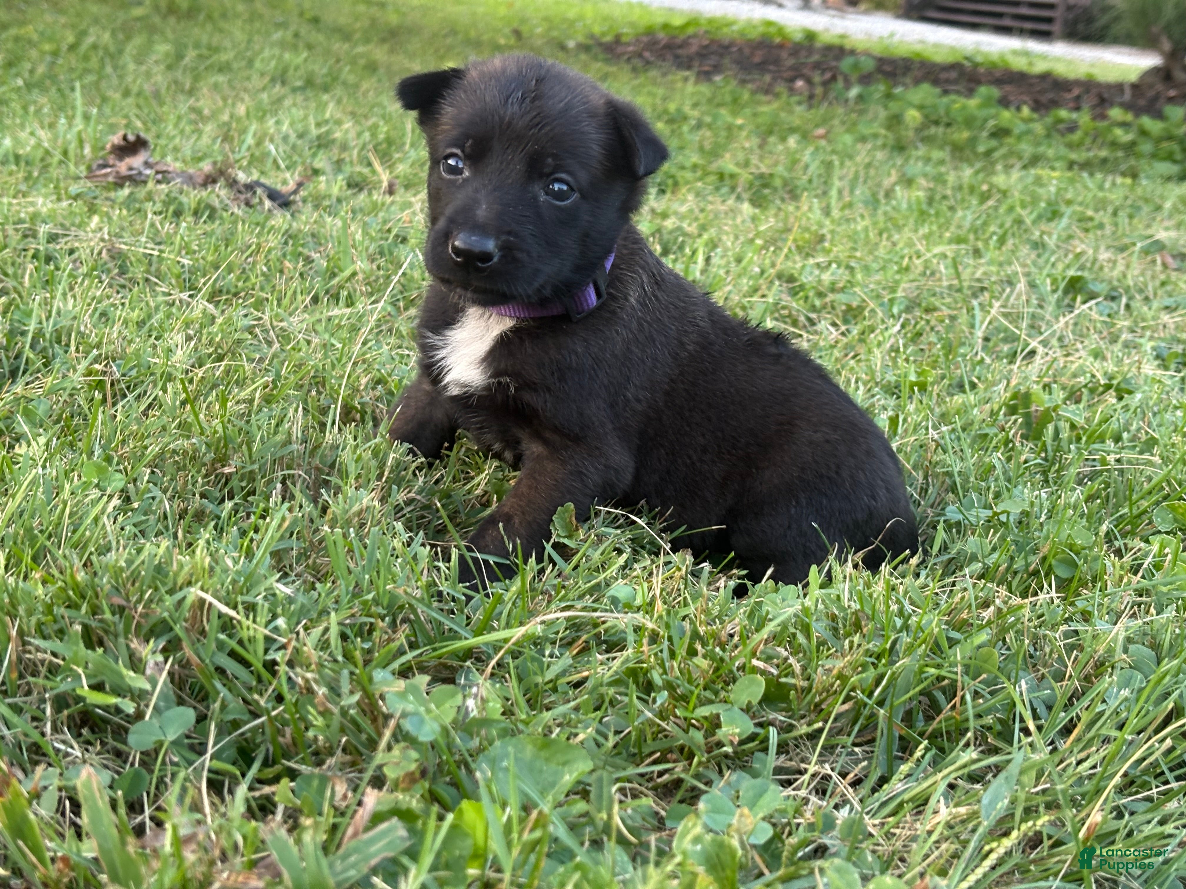 Belgian Malinois