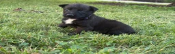 Belgian Malinois dogs for sale: Princess Leia (purple) - Ad 6