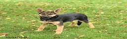 German Shepherd dogs for sale: Noelle - Ad 3