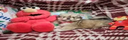 Pekingese dogs for sale: Denzy (is Sable) - Ad 1