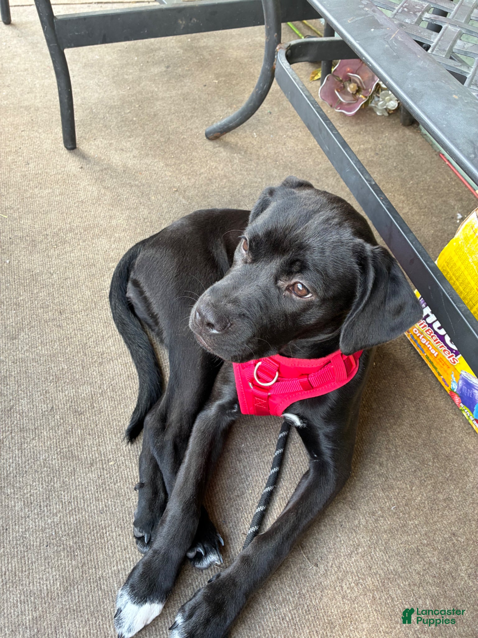 Mixed Breed dogs for sale: Kanesley - Ad 10
