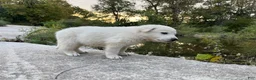 German Shepherd dogs for sale: Opal - Ad 3
