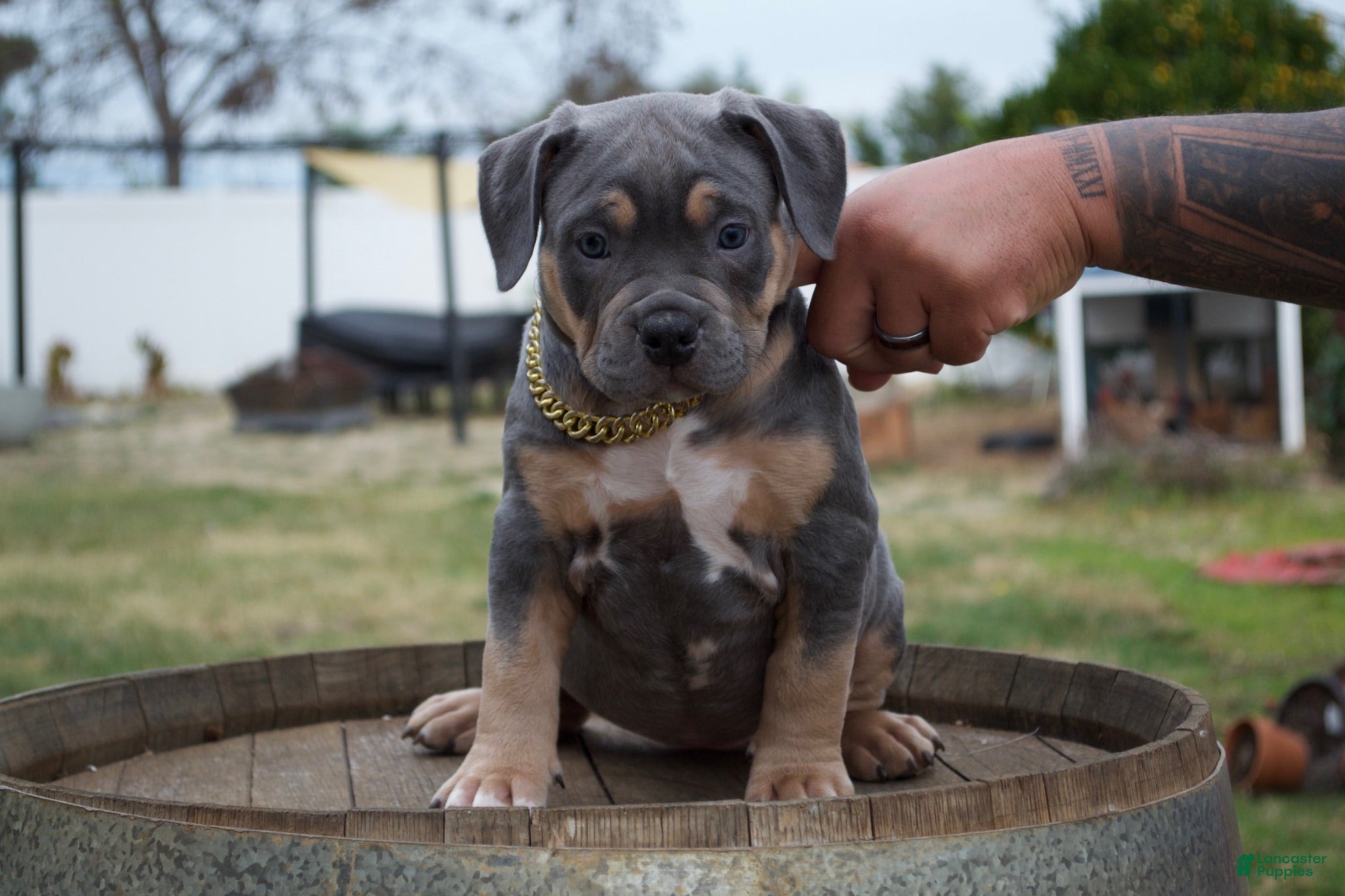 American Bully dogs Blueberry - Ad 1